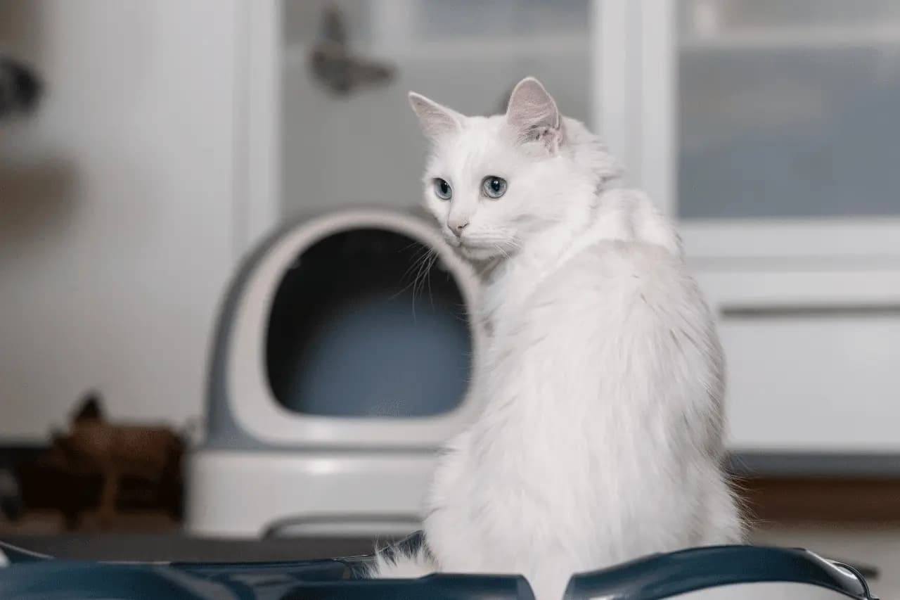 Zelfreinigende kattenbak voor een schoon huis