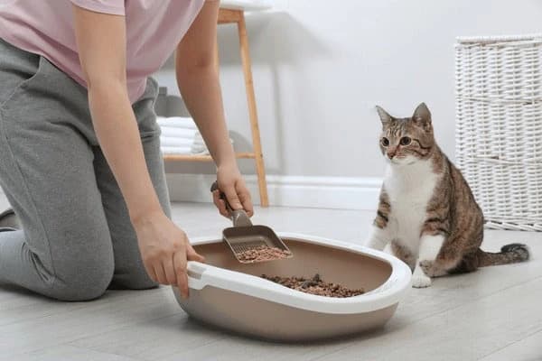 Kat poept in huis: Effectieve tips om dit probleem op te lossen