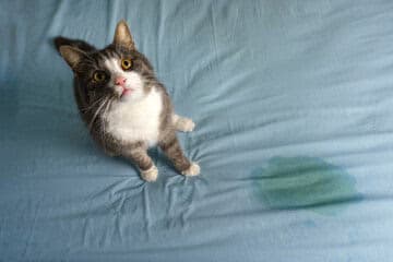 Kat plast in huis: oorzaken en effectieve oplossingen ontdekken