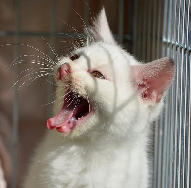 Waarom Katten 's Nachts Miauwen: Uitgebreide Gids voor het Baasje