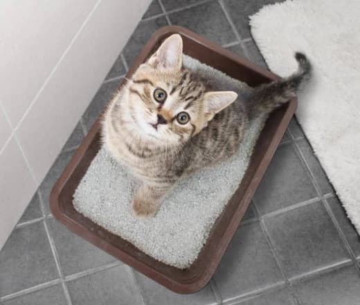 Kat slaapt in kattenbak: Oorzaken en Oplossingen