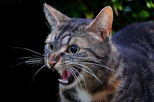 Onrustige Kat? Ontdek de Oorzaken en Vind de Beste Oplossingen