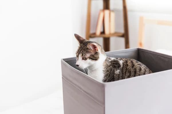Nooit Meer Geurtjes of Rommel: Probeer Vandaag Nog een Zelfreinigende Automatische Kattenbak!