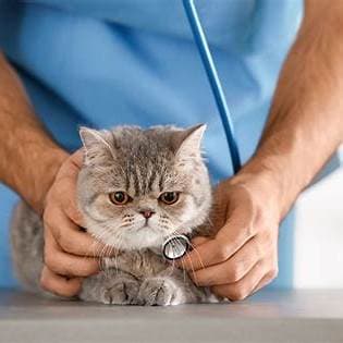 Blaas kat voelen: Herken de symptomen en bied hulp aan jouw kat