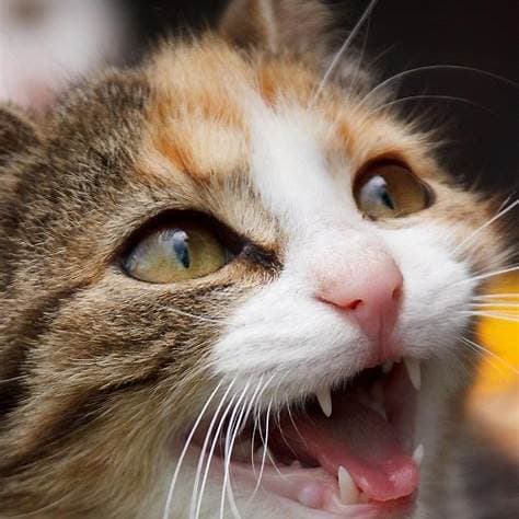 Waarom huilende katten in de nacht jou wakker houden: Oorzaken en tips
