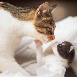 Waarom Katten elkaar Likken voor Dominantie - Oorzaken en Betekenis Uitgelegd