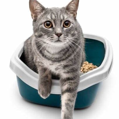 Inleiding tot Leuke Kattenbakken