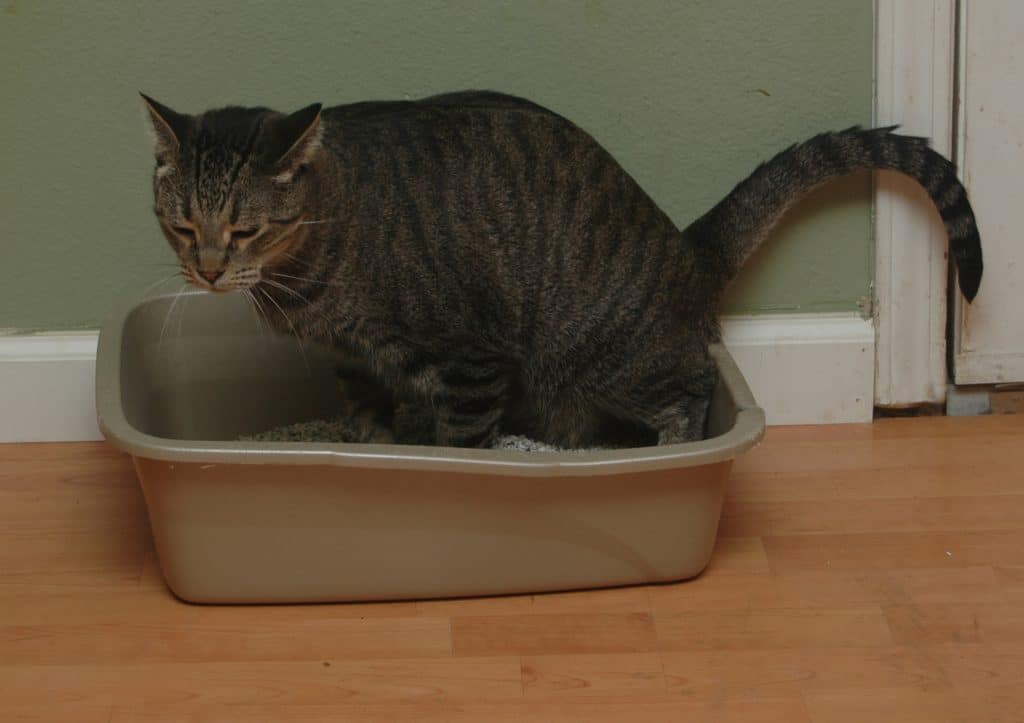 Geur van kattenpis verwijderen: De beste tips voor een frisse thuis