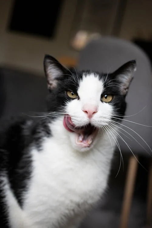 Waarom je kat haar mond likt: Oorzaken en wat je moet weten