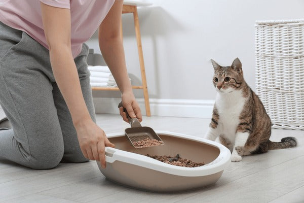 Kat poept in huis: Effectieve tips om dit probleem op te lossen