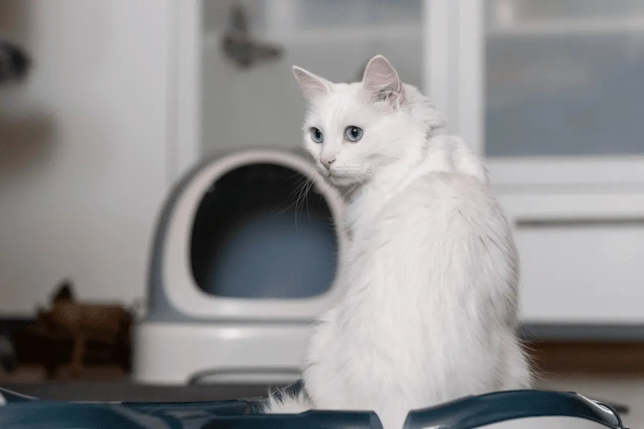 Automatische kattenbak voor een schoner huis