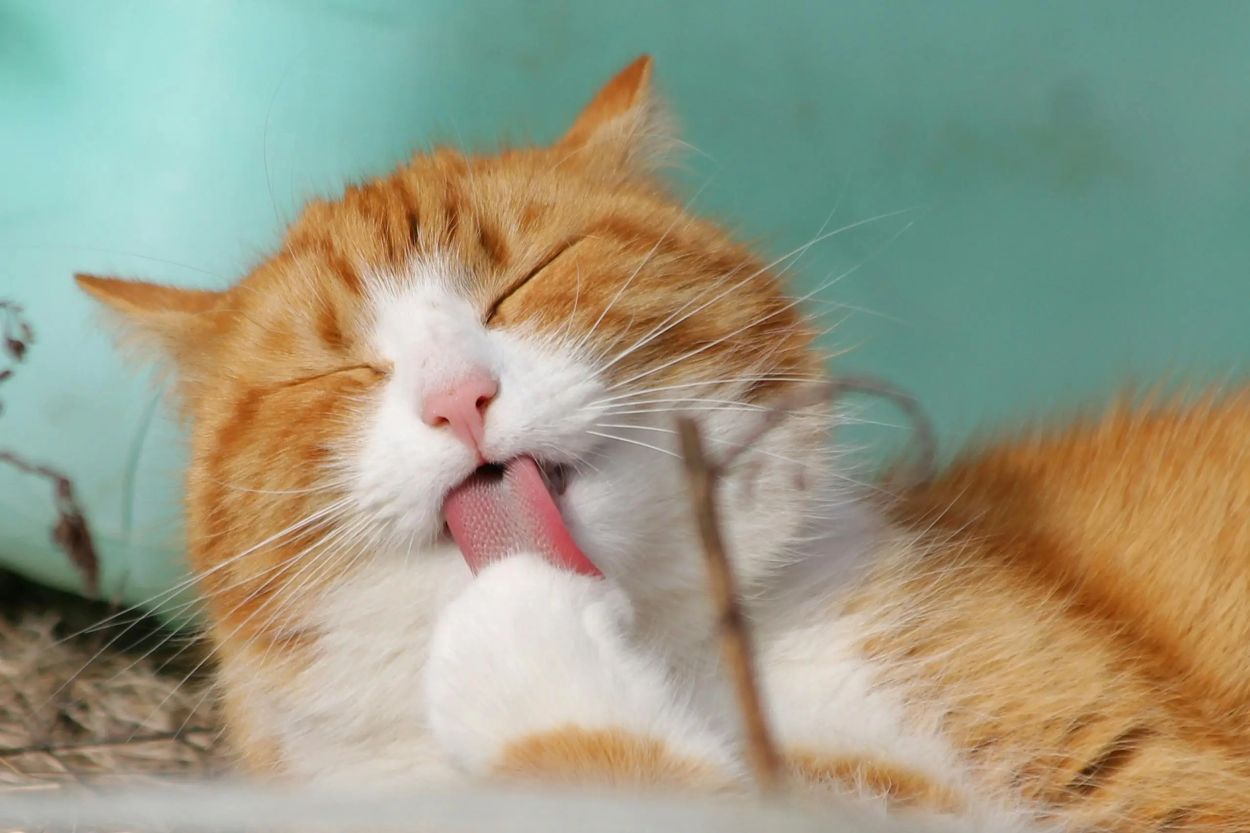 De Kattenbakspecialist team